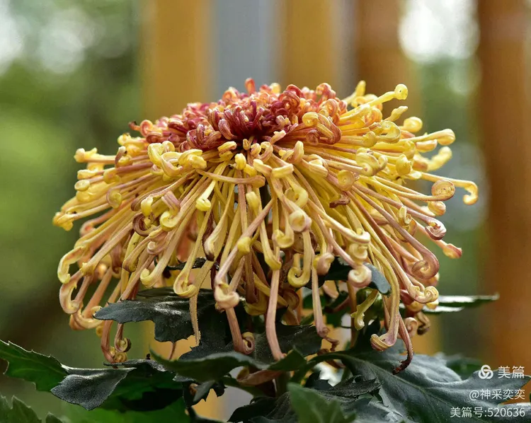 翩翩起舞的菊花仙子